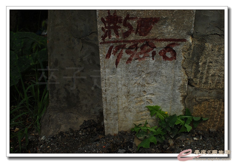DSC_9931.jpg