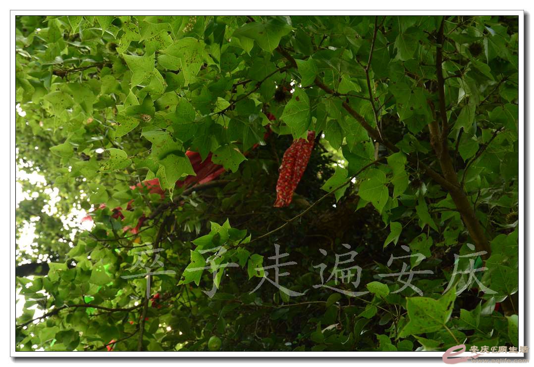 20160709 183.jpg