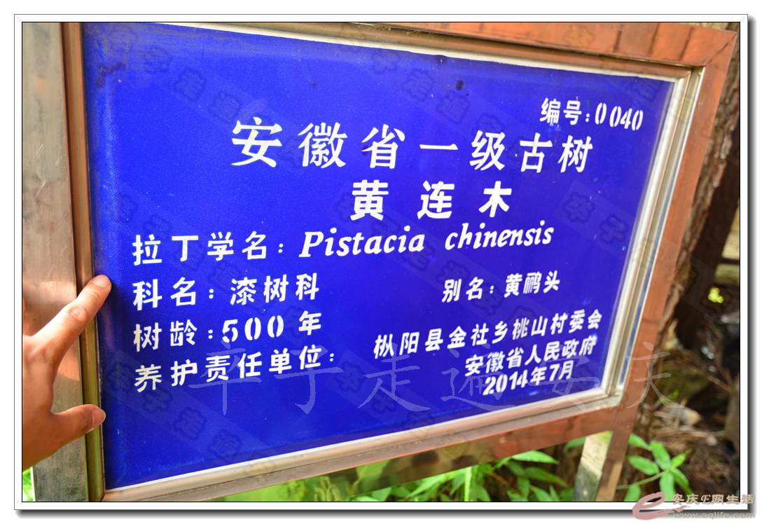 20160709 198.jpg