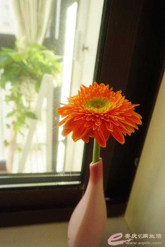 DSC02537_.jpg