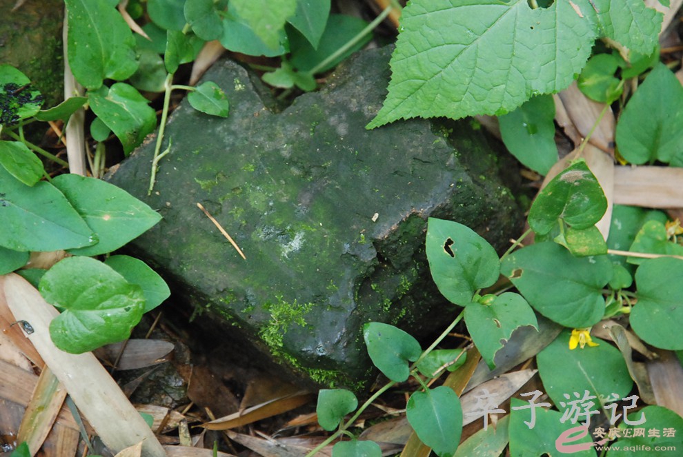 DSC_4006.jpg