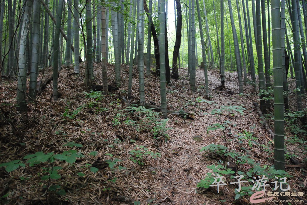 DSC_4010.jpg