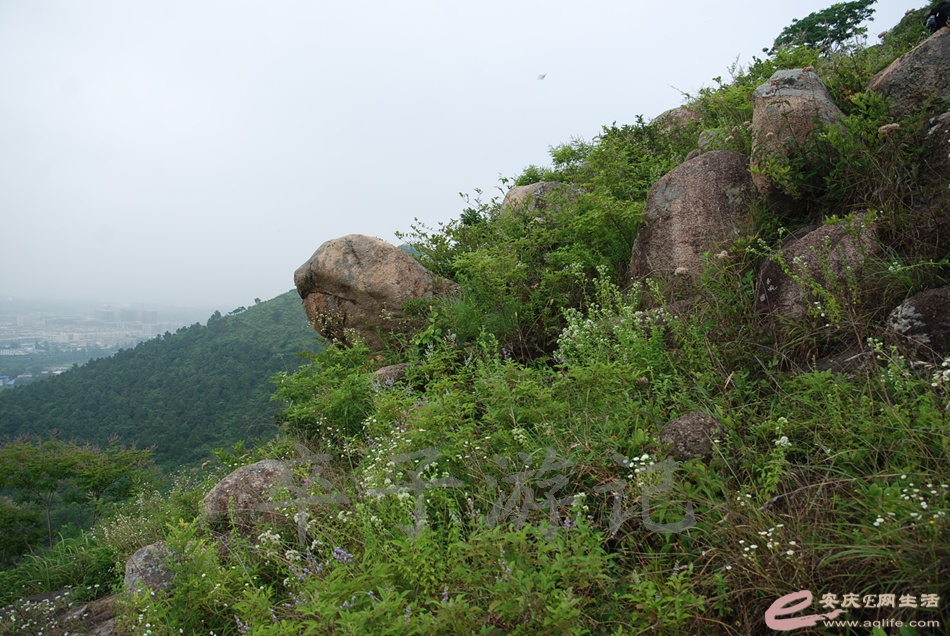 DSC_4965.jpg