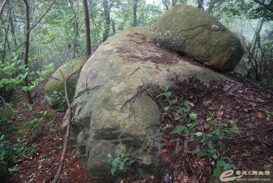 DSC_5342.jpg