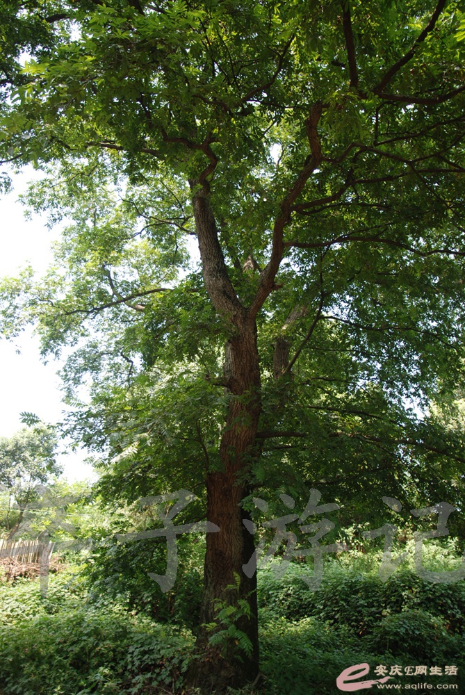 DSC_4966.jpg