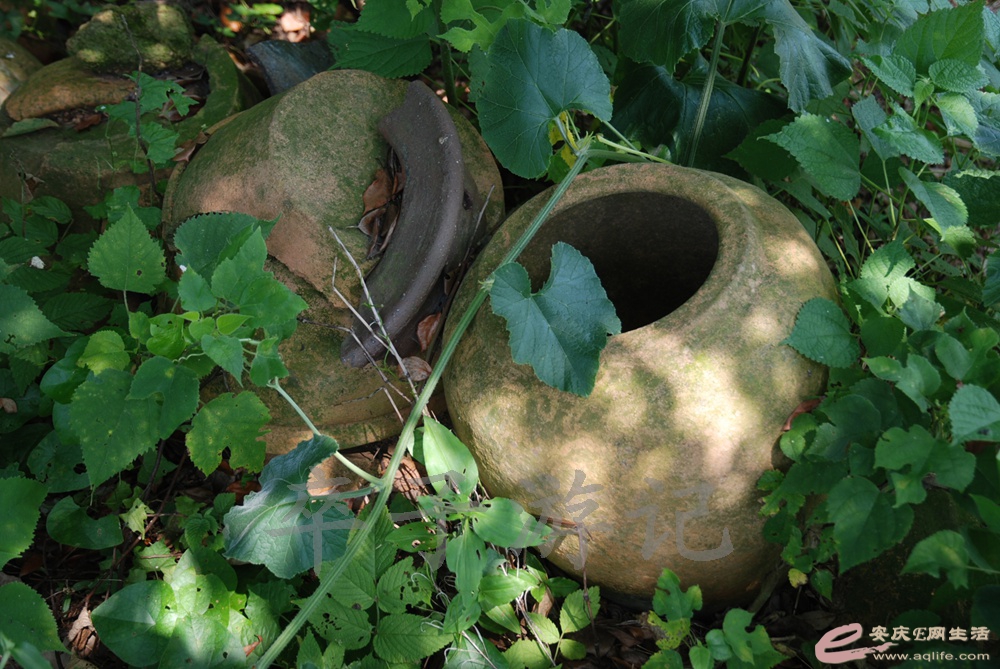 DSC_5011.jpg