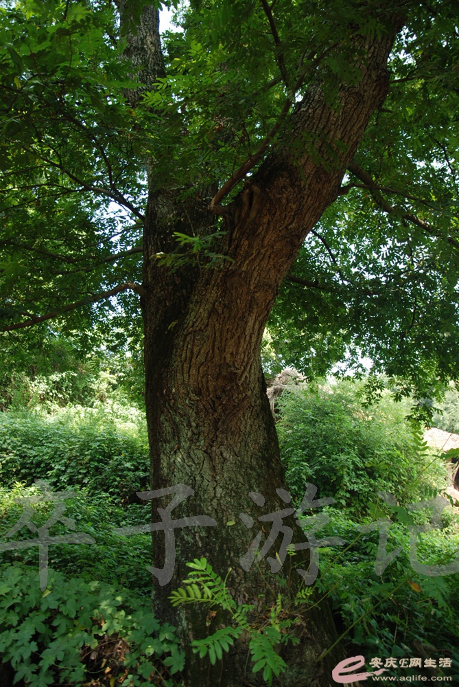 DSC_5184.jpg
