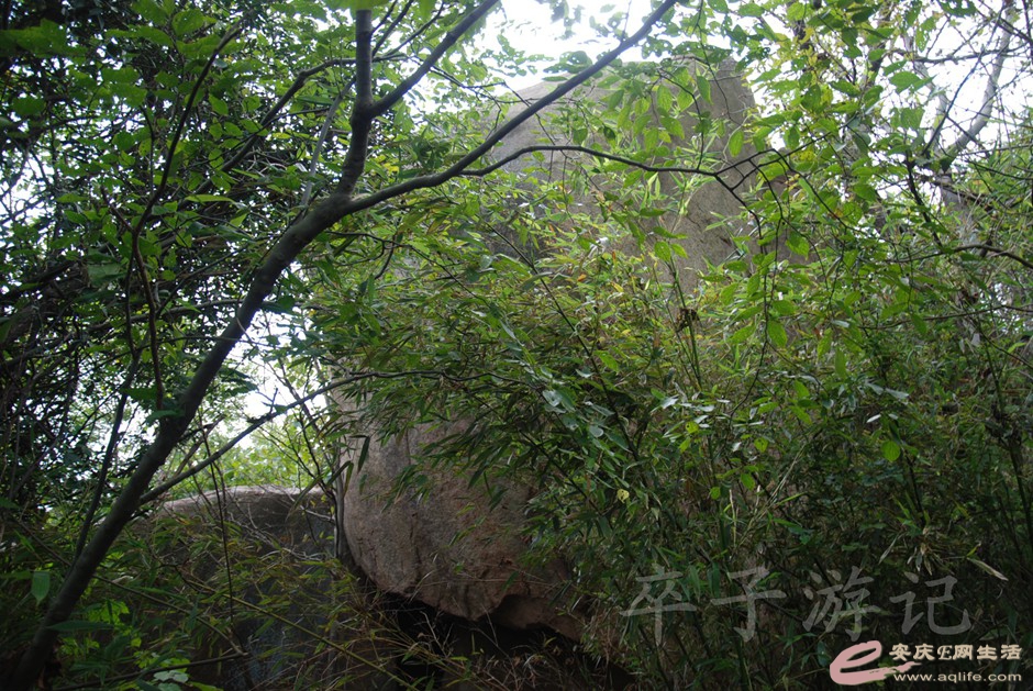 DSC_7264.jpg