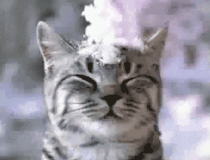 426811.gif