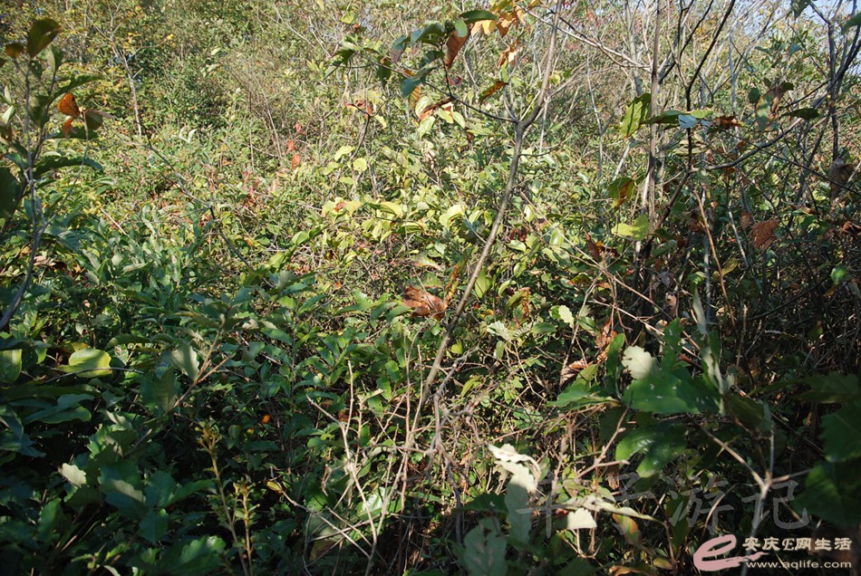 DSC_6034.jpg