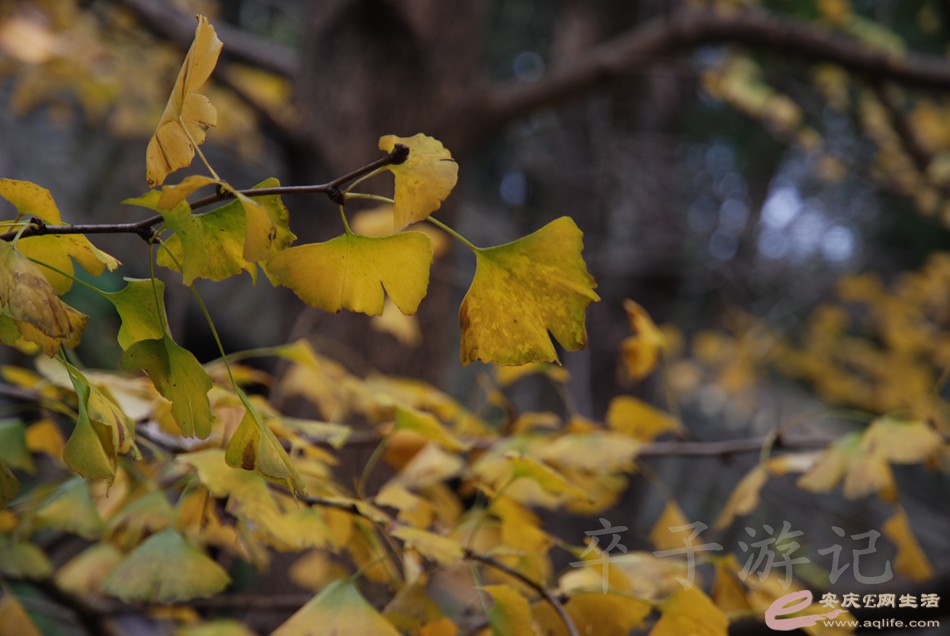 DSC_0822.jpg