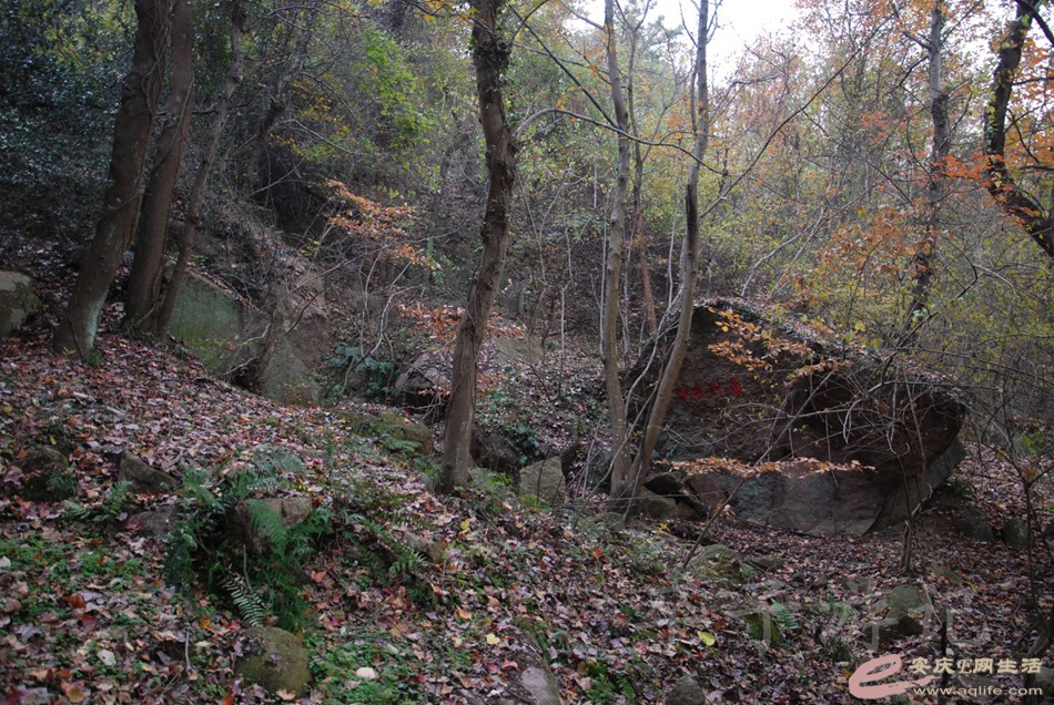 DSC_1275.jpg