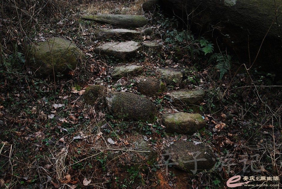 DSC_2447.jpg