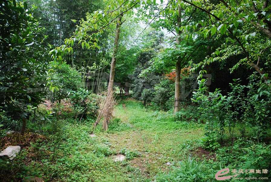 06.jpg