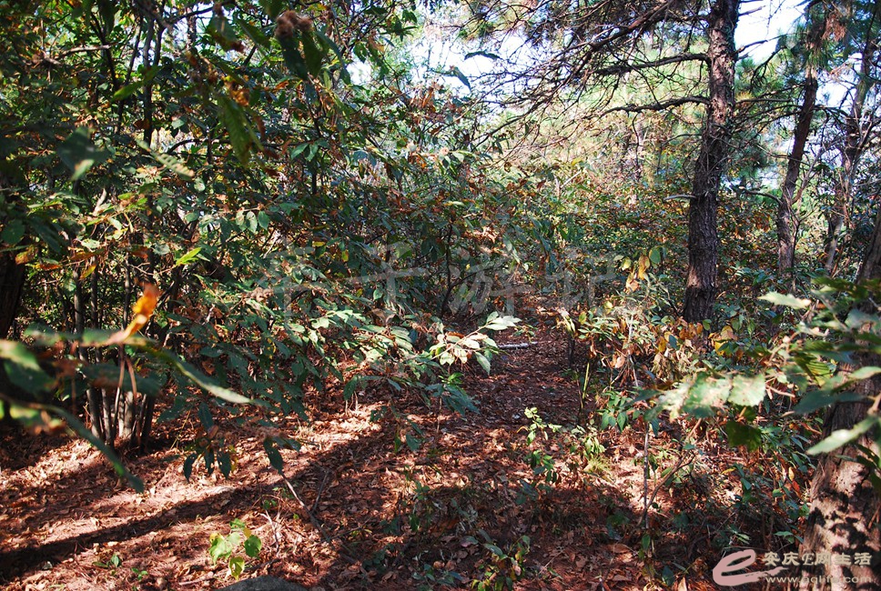 DSC_1130.jpg