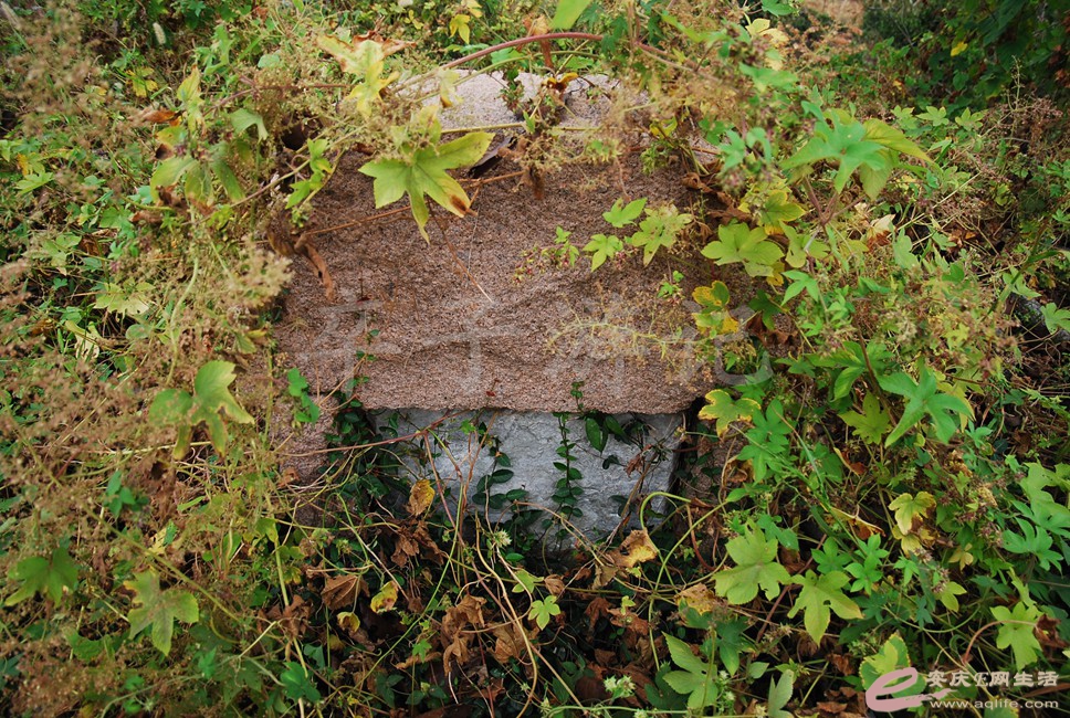 DSC_1569.jpg