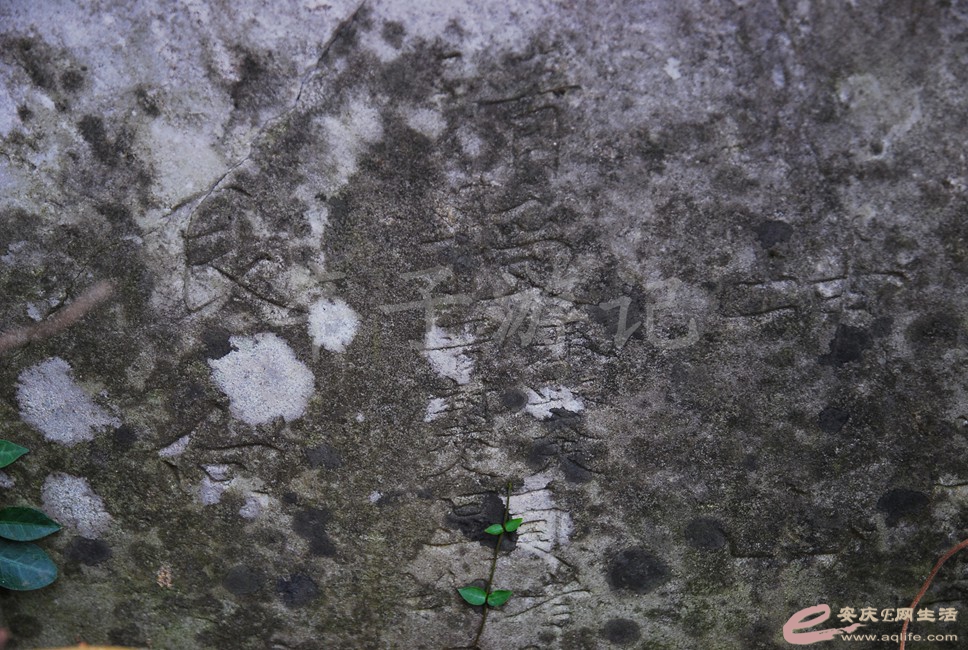 DSC_1575.jpg
