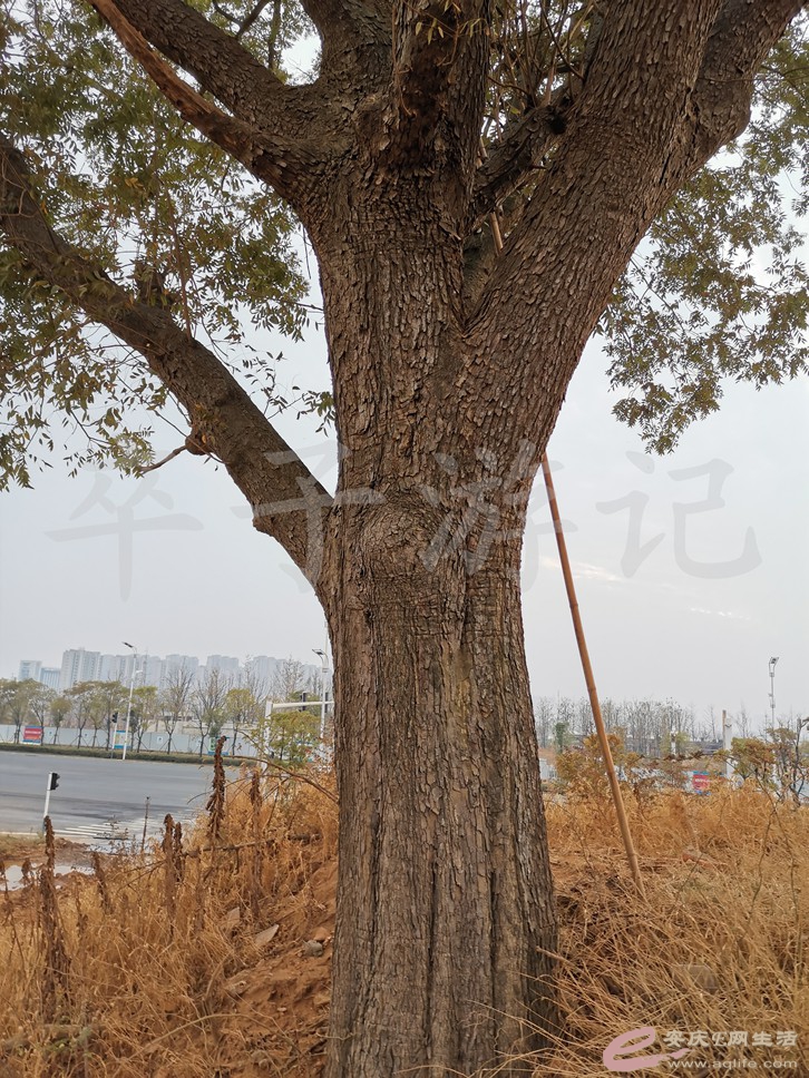 IMG_20191027_164013.jpg