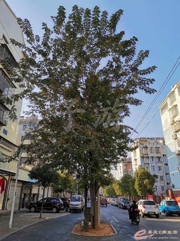 IMG_20191102_080821.jpg