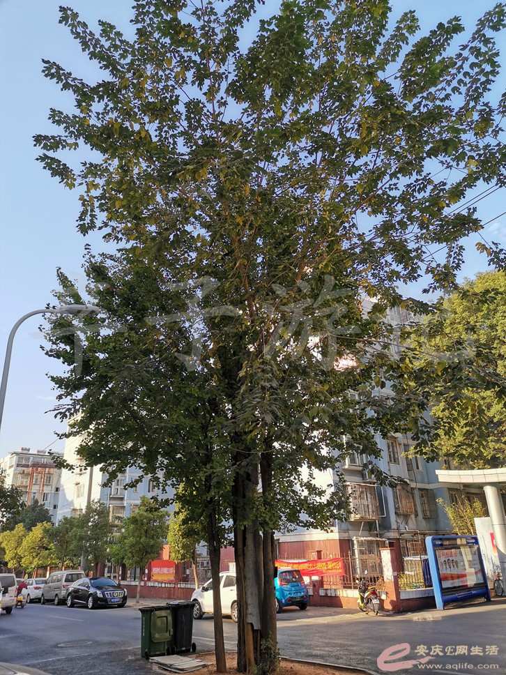 IMG_20191102_080831.jpg