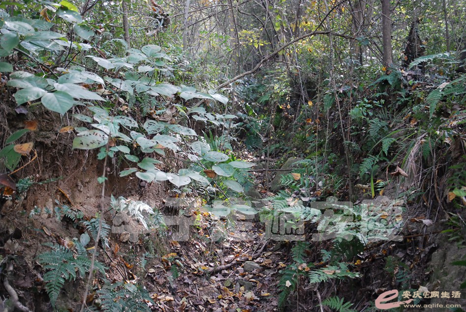 DSC_6041.jpg