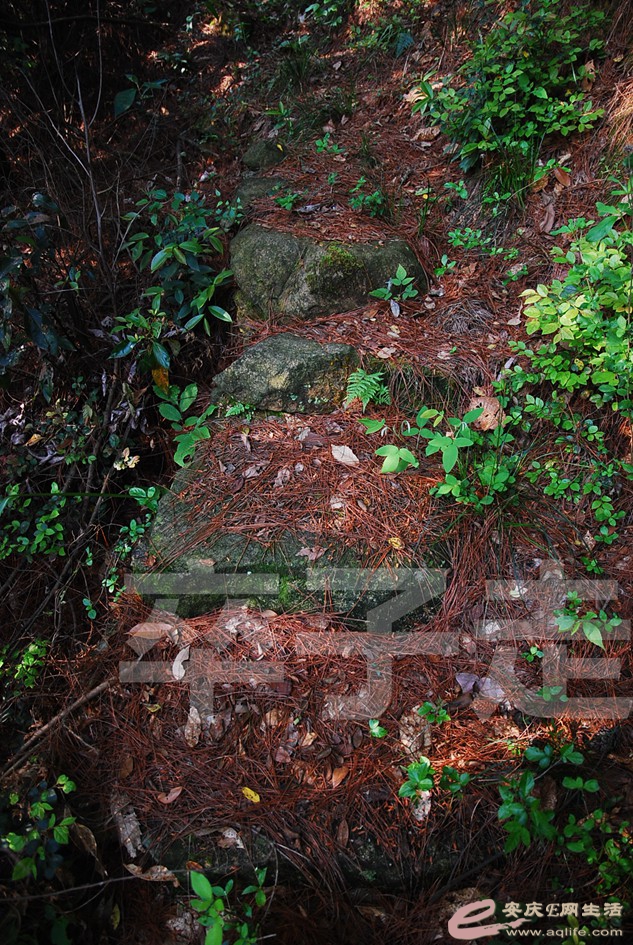 DSC_3917.jpg