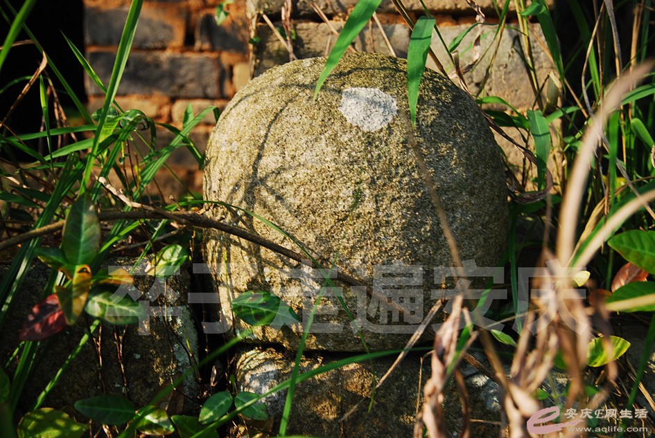 DSC_3923.jpg