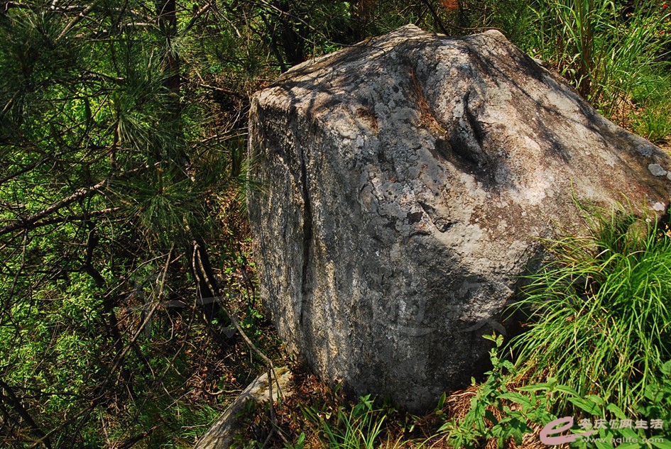 DSC_4003.jpg