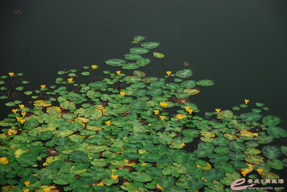 DSC_4165.jpg