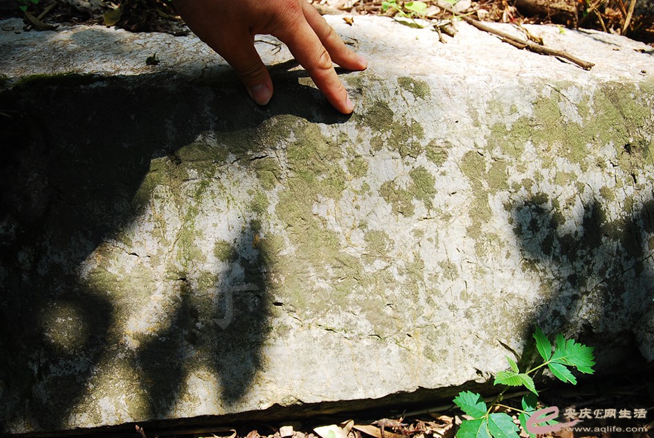 DSC_4326.jpg