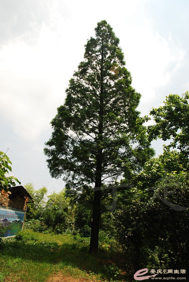 DSC_4316.jpg