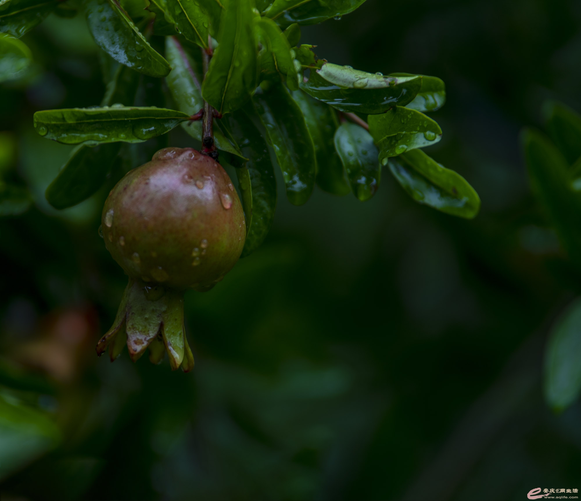 DSC_1749.jpg