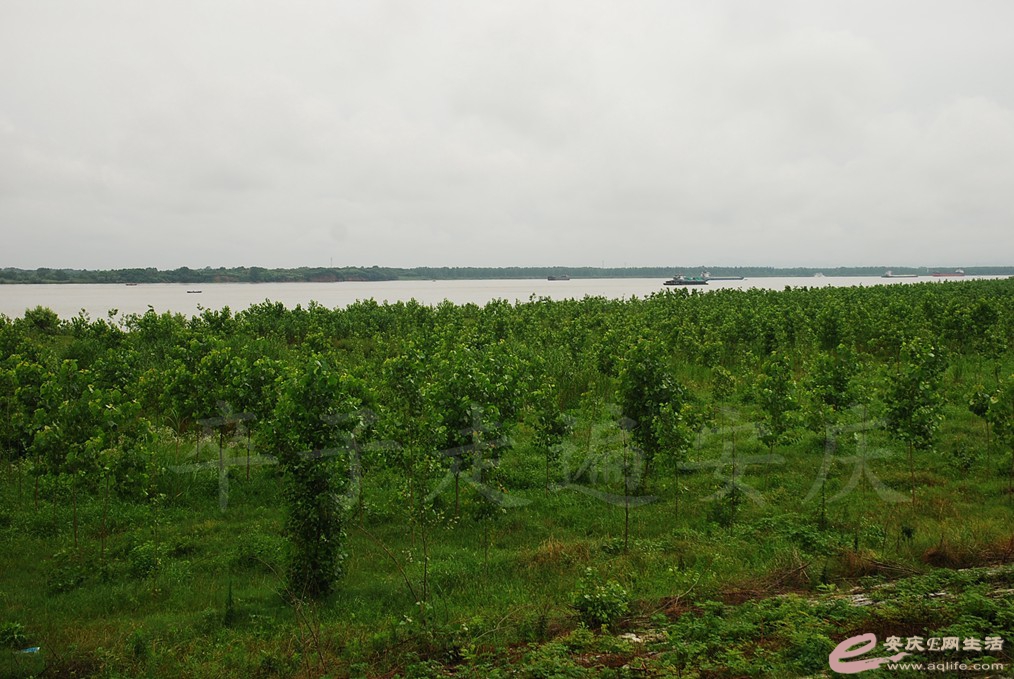 DSC_4690.jpg