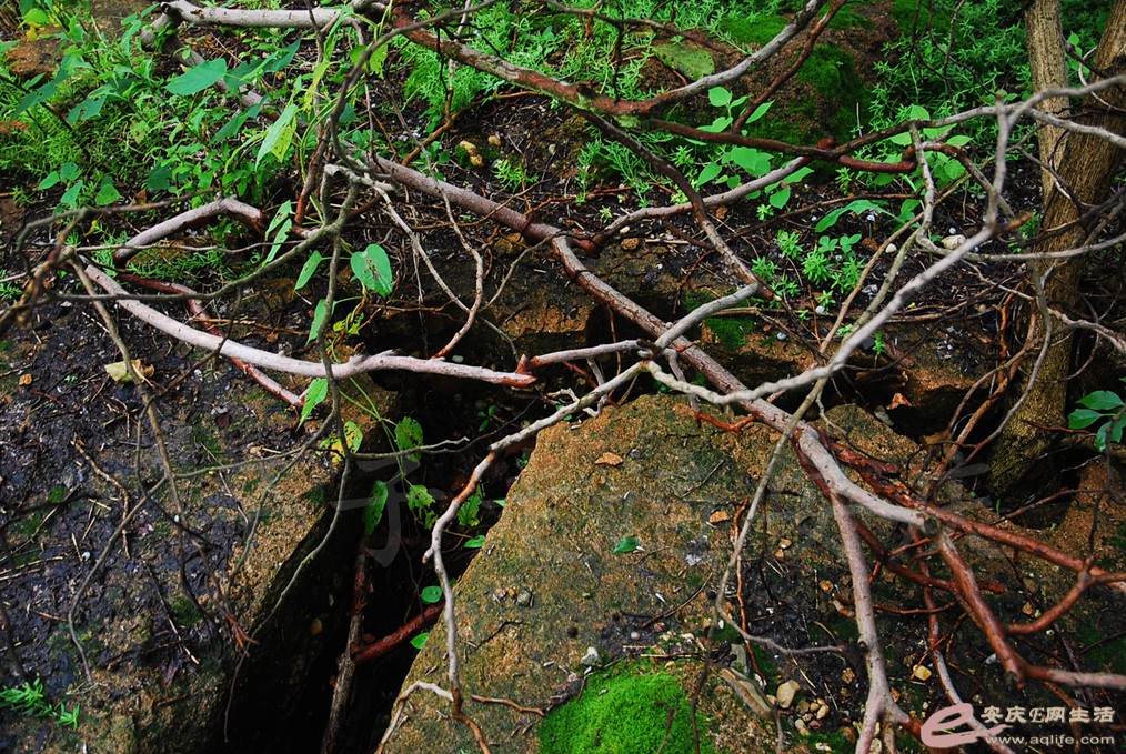 DSC_4697.jpg