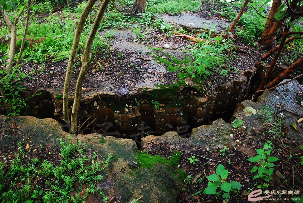 DSC_4698.jpg