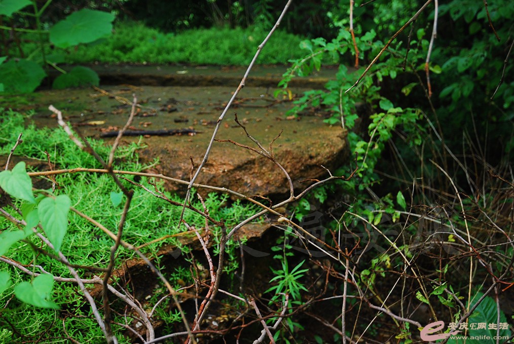 DSC_4709.jpg