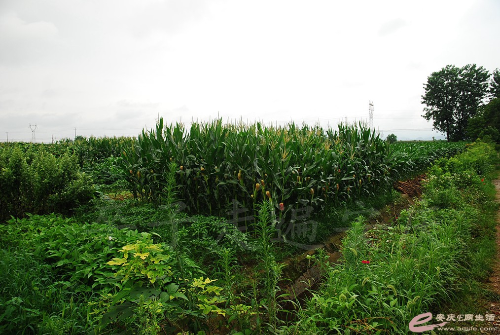 DSC_4713.jpg