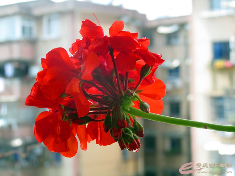 IMG_4562_.jpg