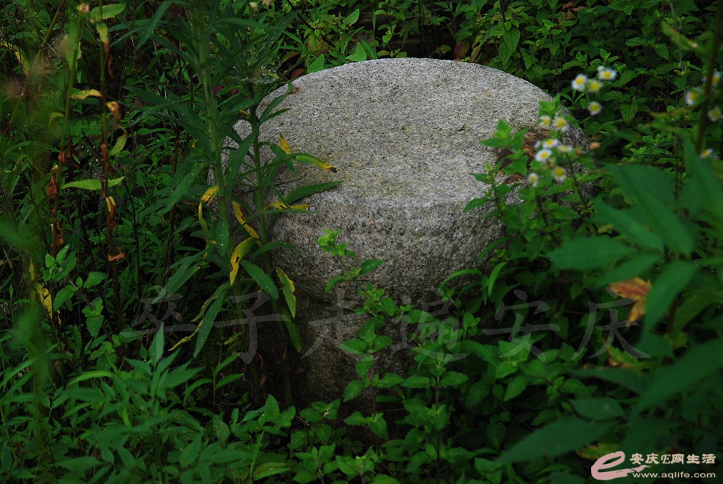DSC_4882.jpg