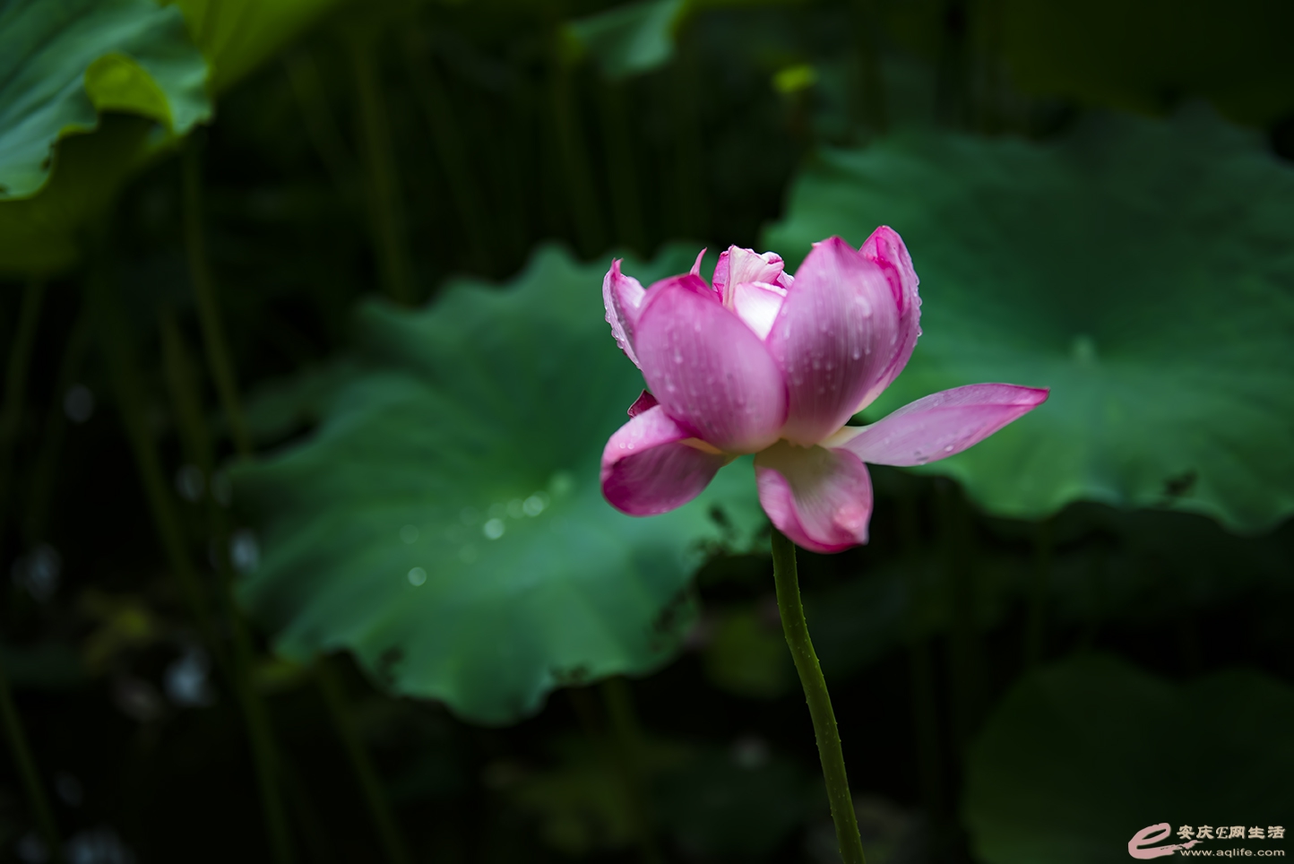 D75_7553.jpg