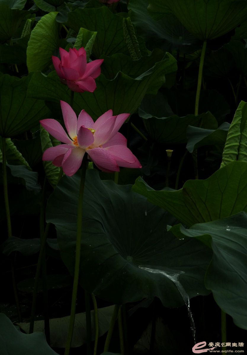 DSCN5792_.jpg