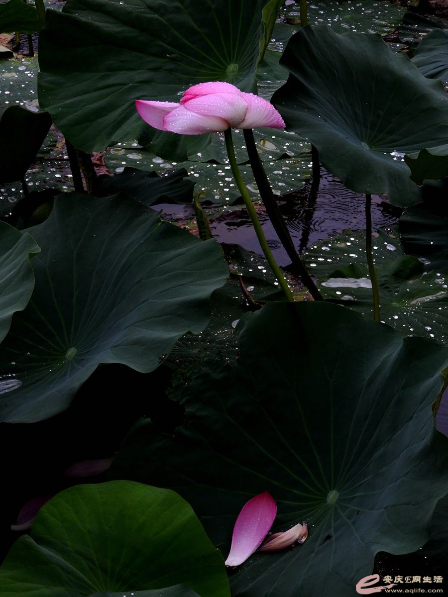 DSCN5801_.jpg