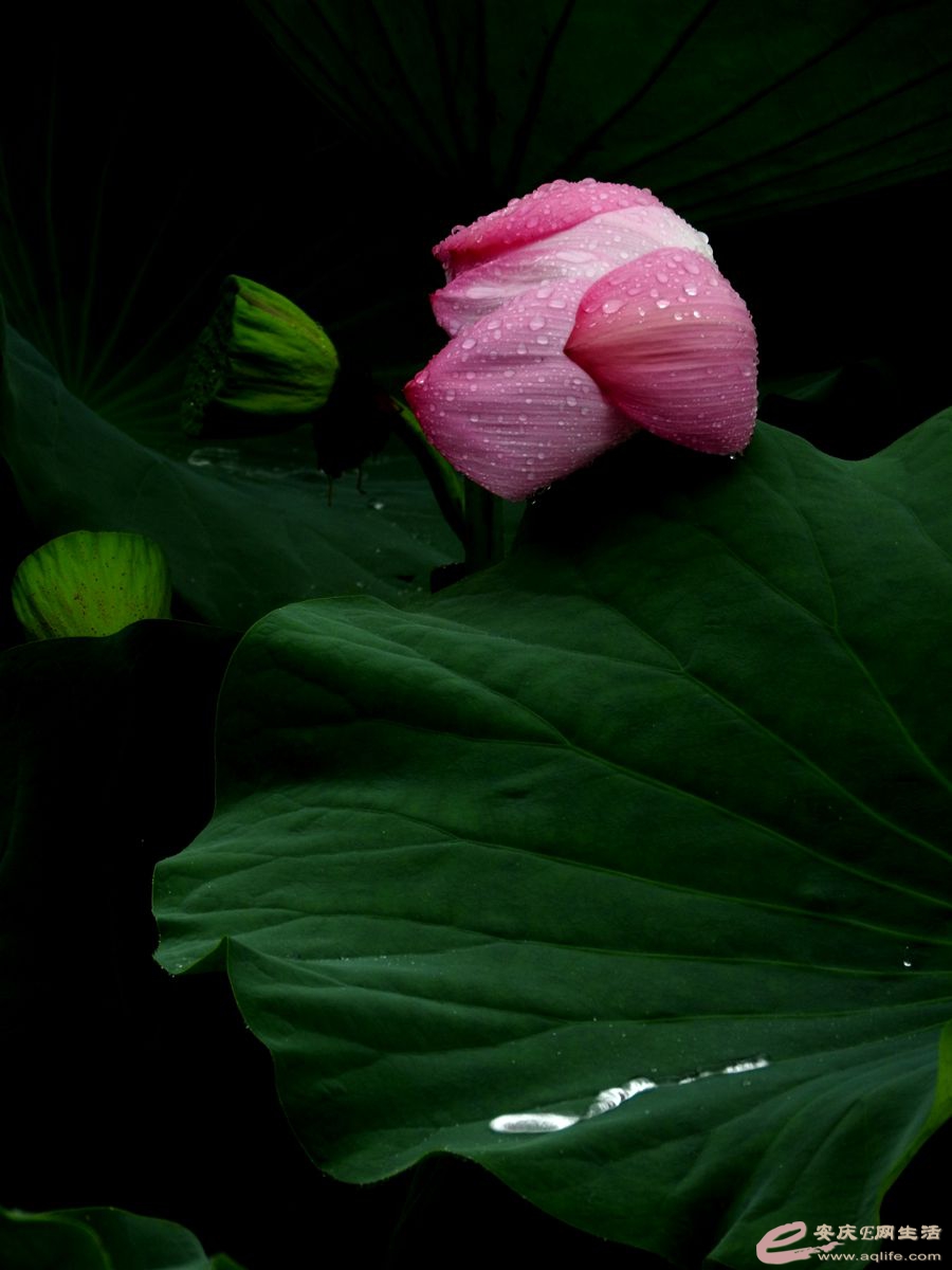 DSCN5806_.jpg