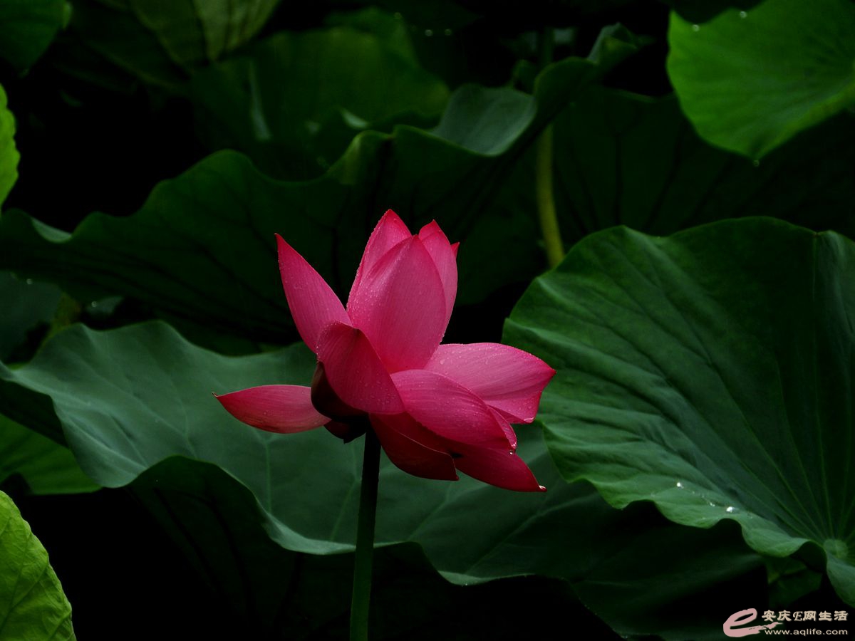 DSCN5807_.jpg
