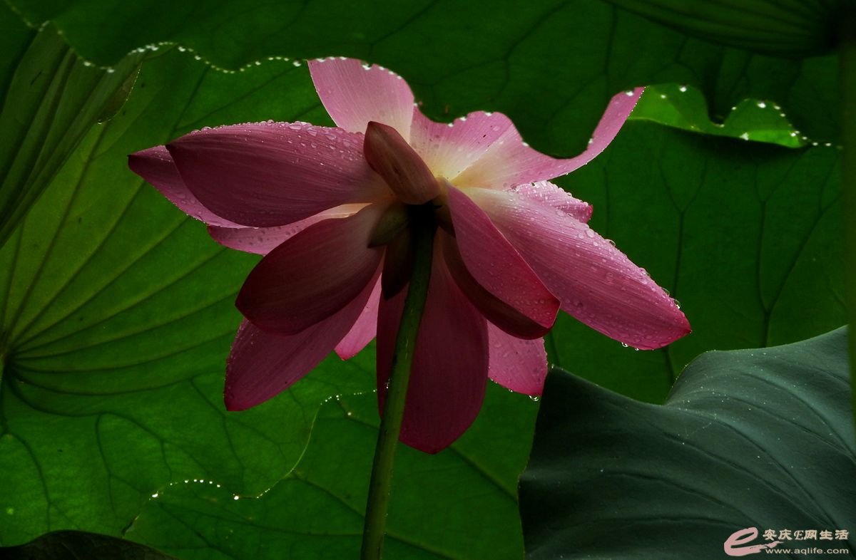 DSCN5812_.jpg