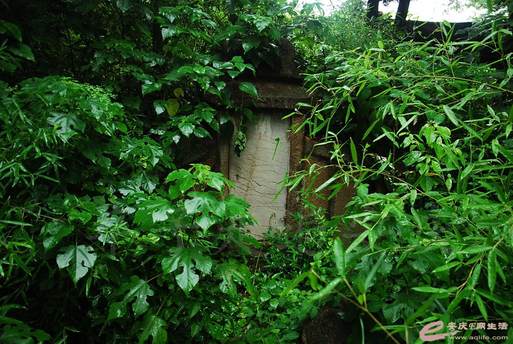 DSC_4796.jpg