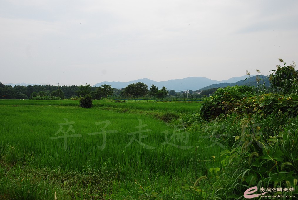 DSC_5016.jpg