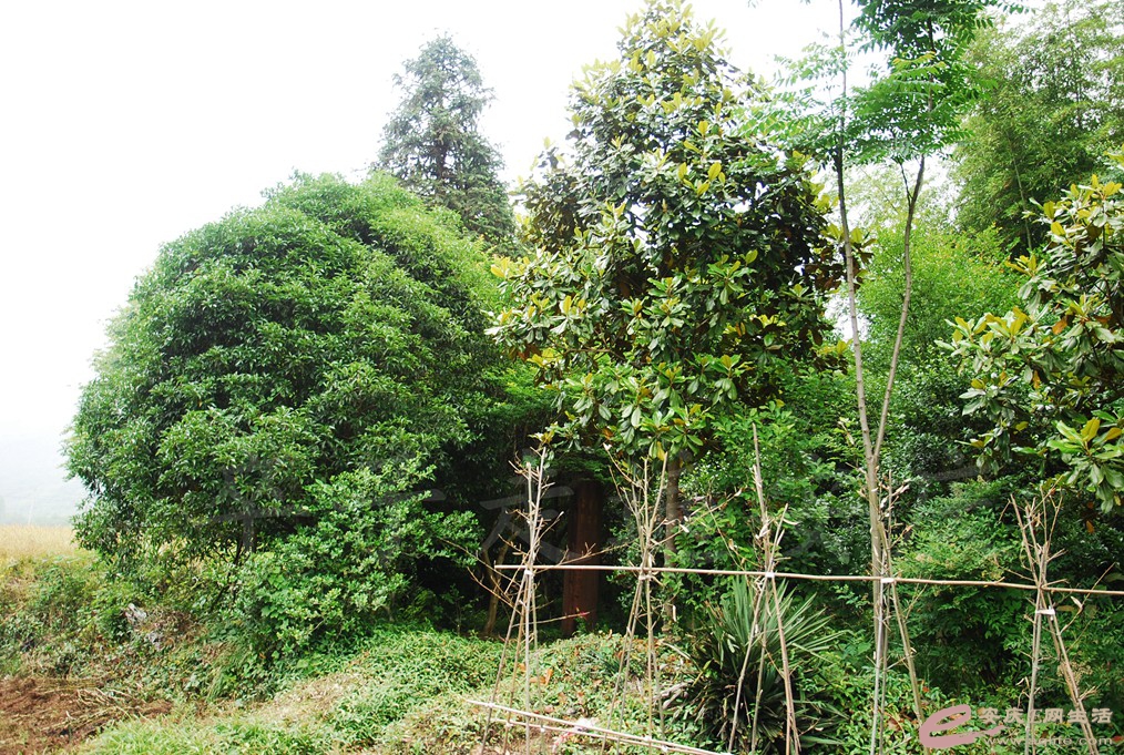 DSC_6579.jpg
