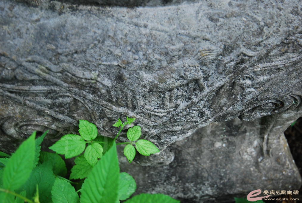 DSC_6597.jpg