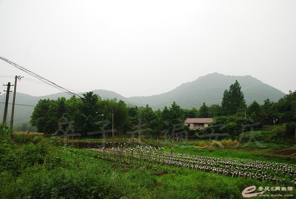 DSC_6664.jpg